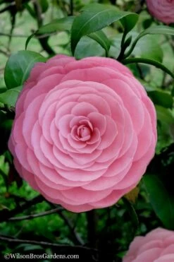 Pearl Maxwell Camellia Japonica - 1 Gallon Pot