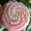 Pink Perfection Camellia Japonica - 6 Pack Of 1 Gallon Pots