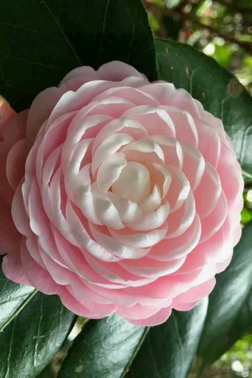 Pink Perfection Camellia Japonica - 3 Gallon Pot