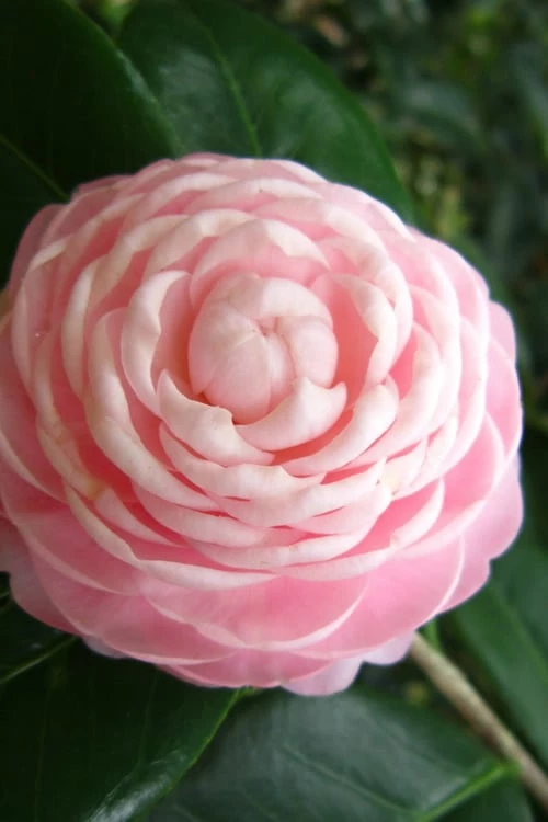 Pink Perfection Camellia Japonica - 2 Gallon Pot - Image 4