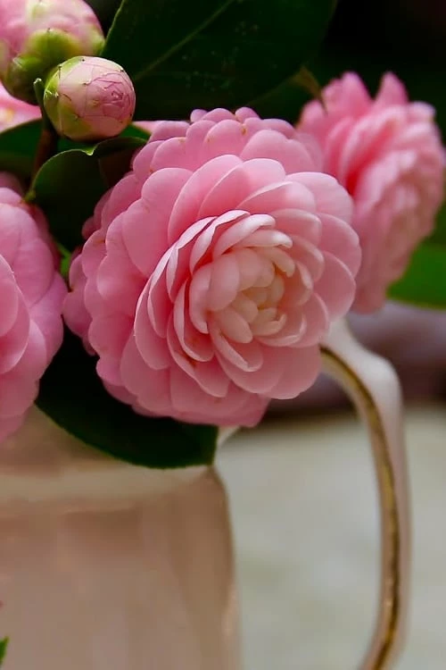 Pink Perfection Camellia Japonica - 6 Pack Of 1 Gallon Pots - Image 5