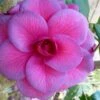 Purple Dawn Camellia Japonica - 3 Gallon Pot
