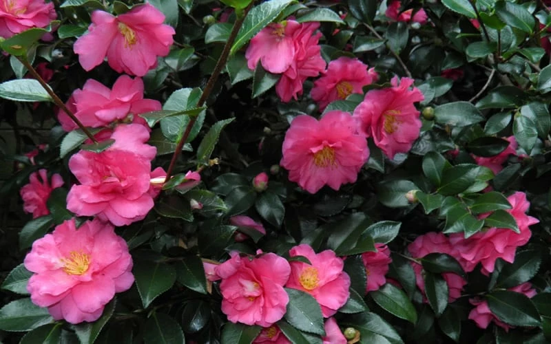 Shishi Gashira Dwarf Camellia Sasanqua - 1 Gallon Pot - Image 7