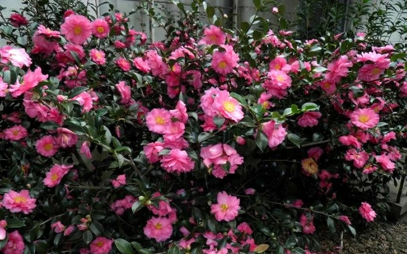 Shishi Gashira Dwarf Camellia Sasanqua - 1 Gallon Pot - Image 8