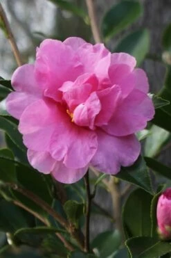 Showa No Sakae Dwarf Camellia Sasanqua - 1 Gallon Pot