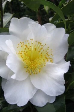 Silver Waves Camellia Japonica - 1 Gallon Pot