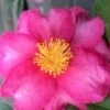 Stephanie Golden Dwarf Camellia Sasanqua - 3 Gallon Pot