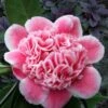 Tama Bambino Camellia Japonica - 1 Gallon Pot