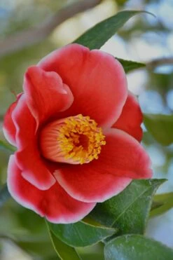 Tama Electra Camellia Japonica - 1 Gallon Pot