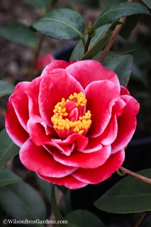 Tama Vino Camellia Japonica - 1 Gallon Pot - Image 6
