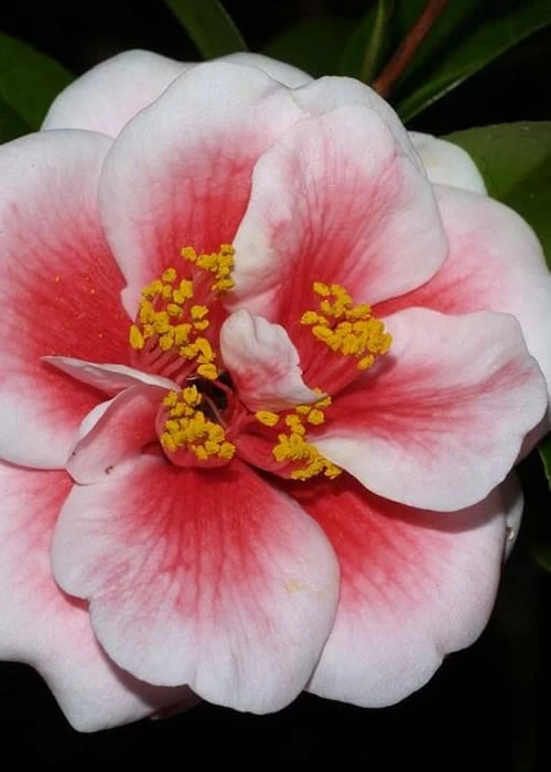Tama Vino Camellia Japonica - 3 Gallon Pot - Image 4