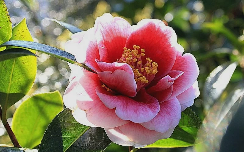 Tama Vino Camellia Japonica - 1 Gallon Pot - Image 8