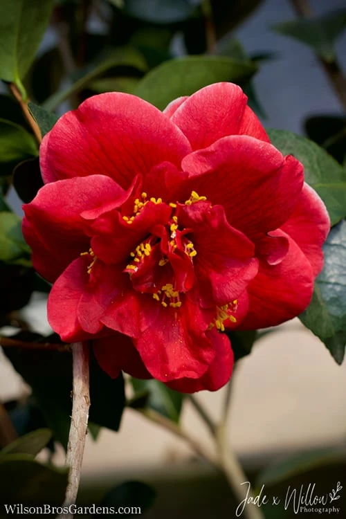 Tama Vino Camellia Japonica - 1 Gallon Pot - Image 7