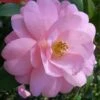 Taylors Perfection Pink Camellia Hybrid - 3 Gallon Pot