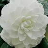White By The Gate Camellia Japonica - 6 Pack Of 1 Gallon Pot