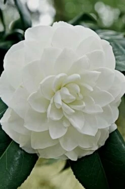 White By The Gate Camellia Japonica - 7 Gallon Pot