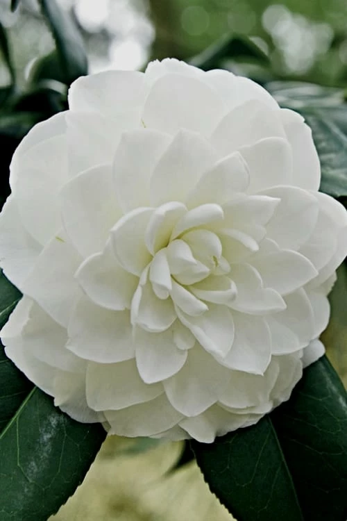 White By The Gate Camellia Japonica - 1 Gallon Pot