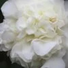 White Debutante Camellia Japonica - 3 Gallon Pot