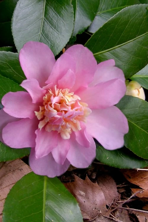 Winter's Interlude Cold Hardy Pink Camellia - 3 Gallon Pot