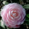 Winter's Rose Cold Hardy Dwarf Camellia - 2 Gallon Pot