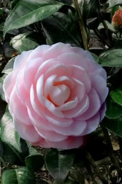 Winter's Rose Cold Hardy Dwarf Camellia - 3 Gallon Pot