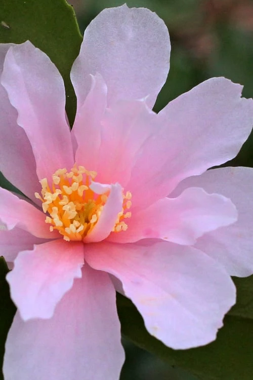 Winter's Toughie Cold Hardy Camellia - 1 Gallon Pot - Image 4