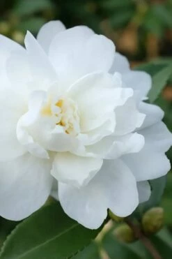 Winter's Waterlily Cold Hardy Camellia - 1 Gallon Pot