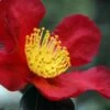 Yuletide Camellia Sasanqua - 1 Gallon Pot