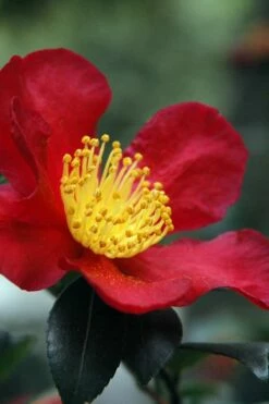 Yuletide Camellia Sasanqua - 2.5 Quart Pot