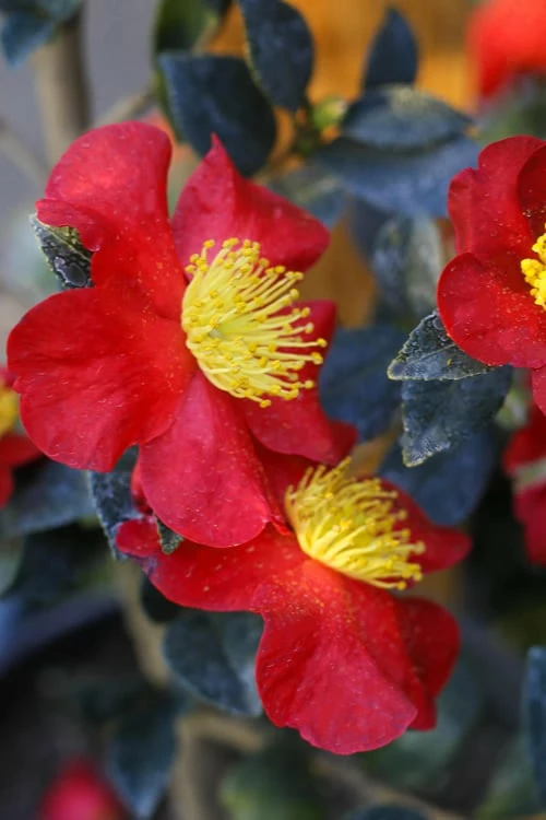 Yuletide Camellia Sasanqua - 1 Gallon Pot - Image 4