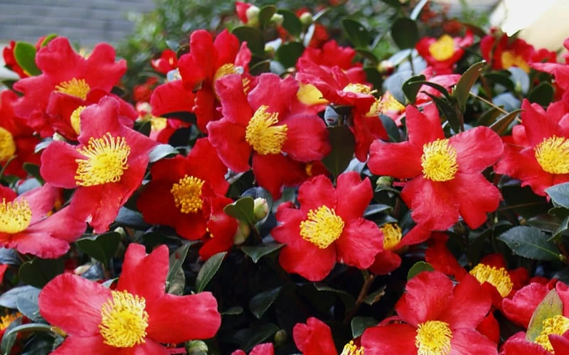 Yuletide Camellia Sasanqua - 1 Gallon Pot - Image 6