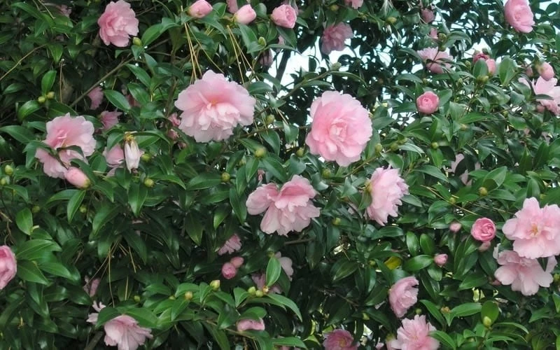 Cotton Candy Camellia Sasanqua - 6 Pack Of 1 Gallon Pots - Image 4
