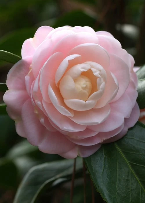 Pink Perfection Camellia Japonica - 6 Pack Of 1 Gallon Pots - Image 6