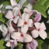 Eternal Fragrance Pink Summer Daphne - Daphne X Transatlantica 'BLAFRA' - 2 Gallon Pot