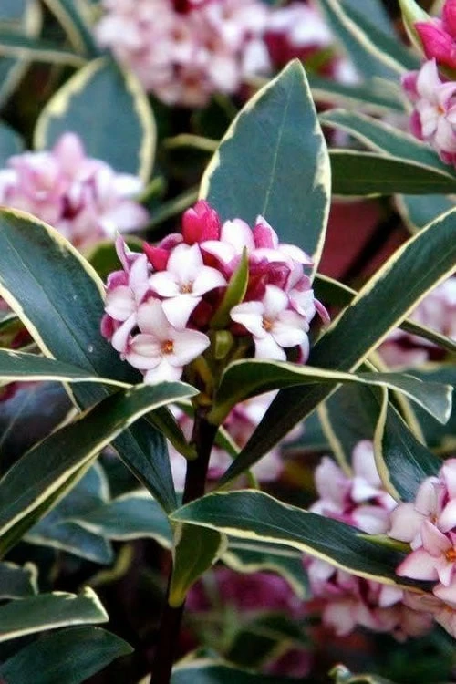 Variegated Pink Winter Daphne - 3 Gallon Pot