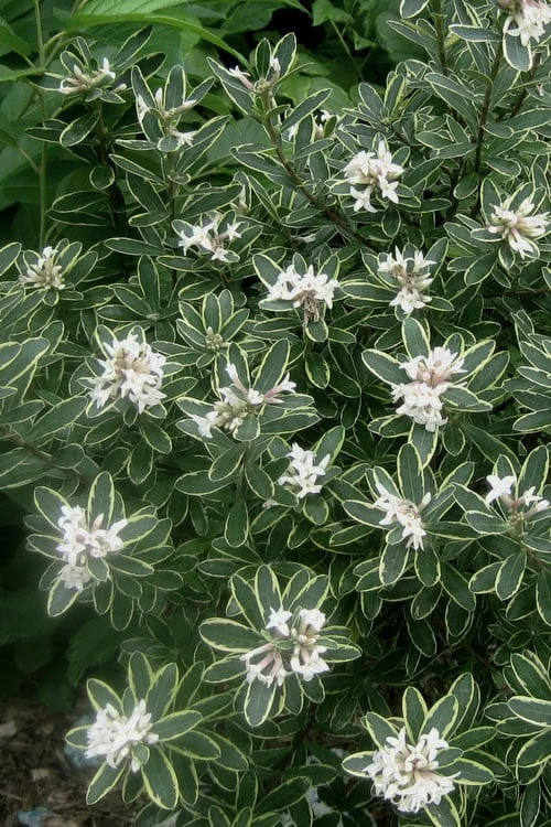 Summer Ice Daphne - 5 Gallon Pot - Image 5