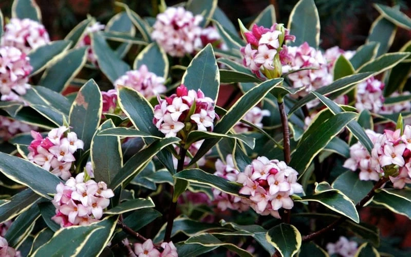 Variegated Pink Winter Daphne - 3 Gallon Pot - Image 5