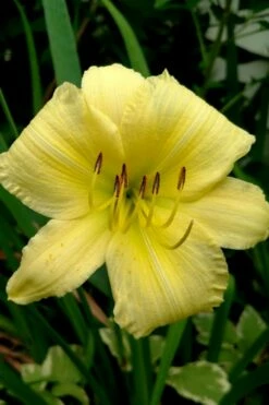 Big Time Happy Daylily - 1 Gallon Pot