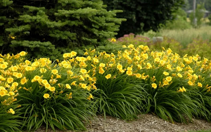 Evergreen Stella Daylily - 1 Gallon Pot - Image 5