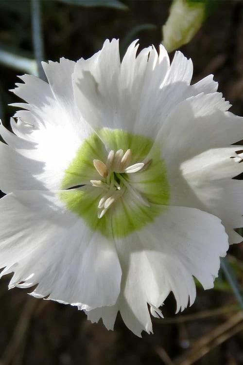 Charles Musgrave White Dianthus - 1 Gallon Pot - Image 6