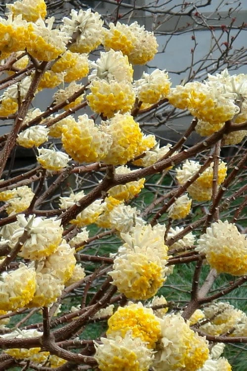 Edgeworthia Chrysantha - Paper Bush - 3 Gallon - Image 5
