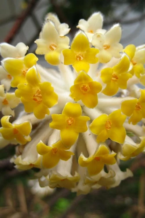 Edgeworthia Chrysantha - Paper Bush - 3 Gallon - Image 12