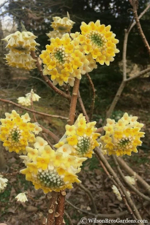 Edgeworthia Chrysantha - Paper Bush - 3 Gallon - Image 4