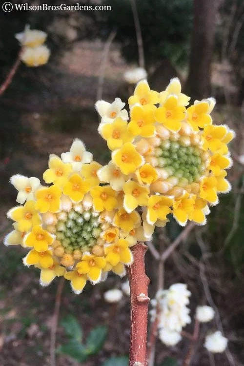 Edgeworthia Chrysantha - Paper Bush - 3 Gallon - Image 13