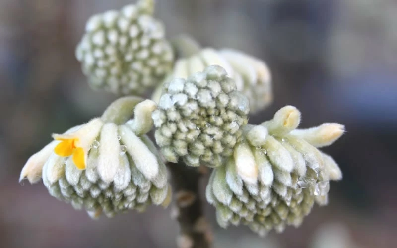 Edgeworthia Chrysantha - Paper Bush - 3 Gallon - Image 9