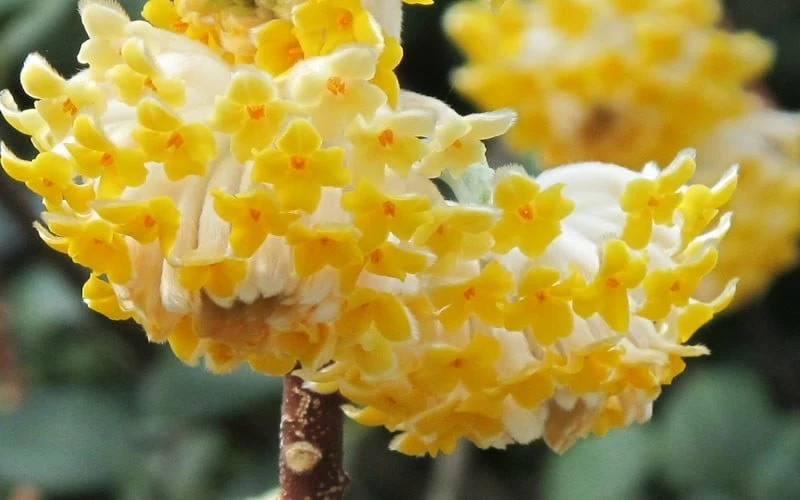 Winter Gold Edgeworthia Chrysantha - Paper Bush - 5 Gallon Pot - Image 7