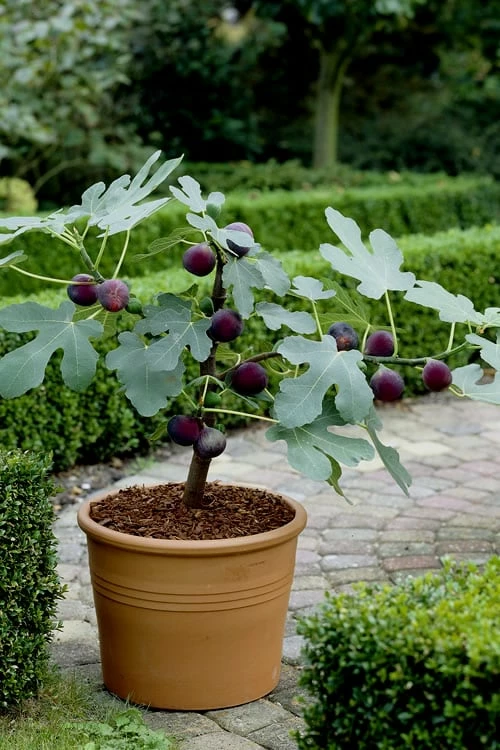 Texas Everbearing Fig Tree - 6 Pack Of 1 Gallon Pots - Image 4