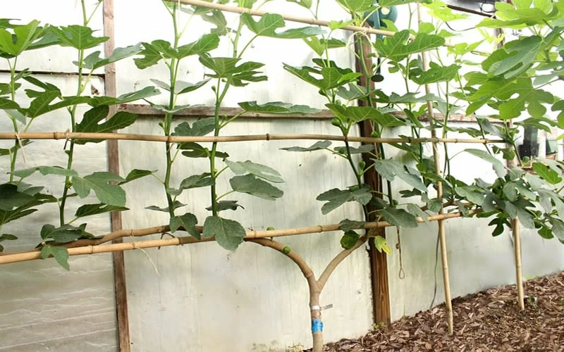 Texas Everbearing Fig Tree - 6 Pack Of 1 Gallon Pots - Image 6