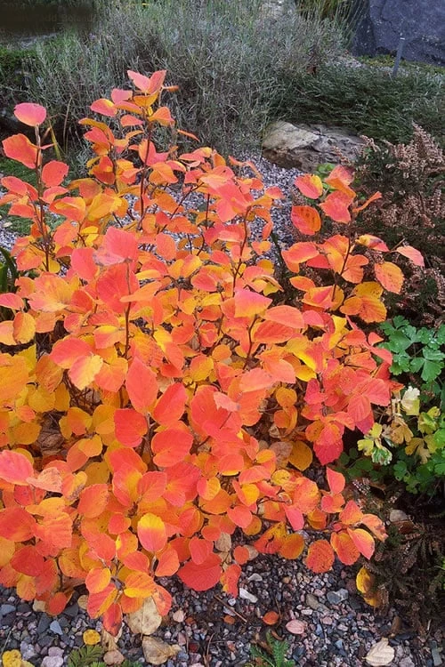 Blue Mist Fothergilla - 3 Gallon Pot - Image 7