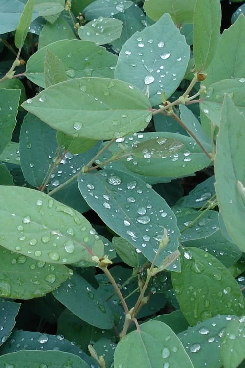 Blue Mist Fothergilla - 3 Gallon Pot - Image 4